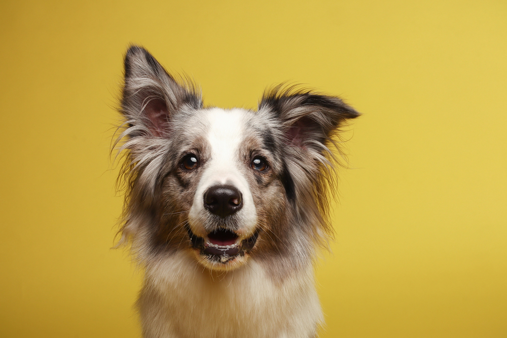 Picture for category Dental Treats & Chews